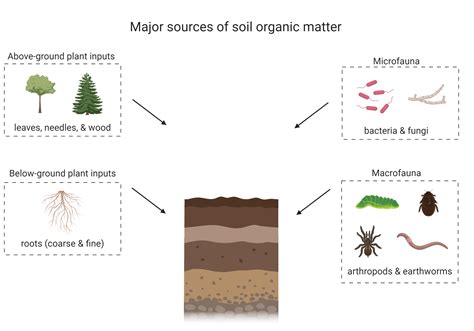 Soil Organic Matter Digging Into Canadian Soils
