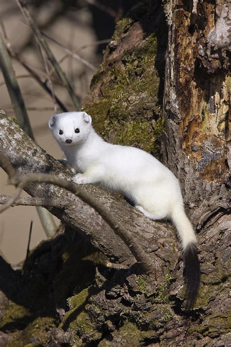 Short Tailed Weasel Mustela Erminea Photograph By Konrad Wothe