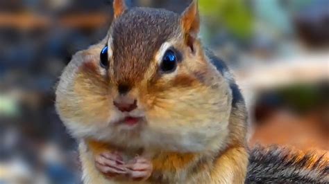 Chipmunk Eating Nuts Cute Funny Moments Call Sounds Youtube