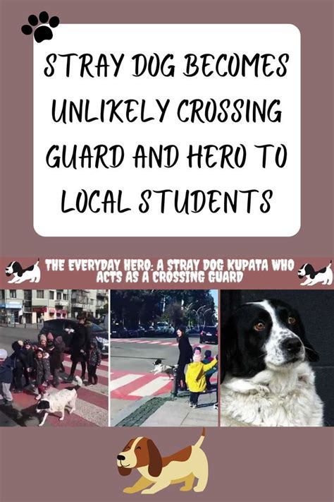Stray Dog Becomes Unlikely Crossing Guard And Hero To Local Students