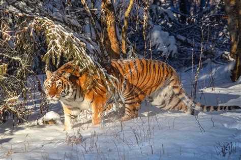 Siberian Tiger In Snow Jim Zuckerman Photography And Photo Tours