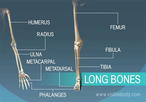 Examples Of 9 Long Bones Found In The Body Types Of Bones Human