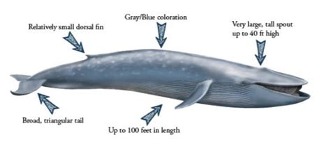 Facts About Blue Whales Amazing Facts About The Blue Whale Small