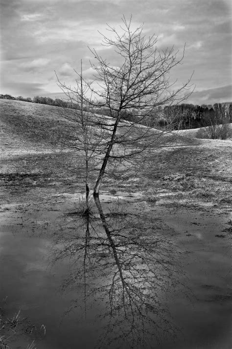 Free Images Landscape Tree Water Branch Snow Winter Black And