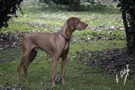 Vizsla Pictures And Informations Dog