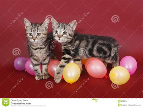 Two American Shorthair Kitten With Balloons Stock Image Image Of