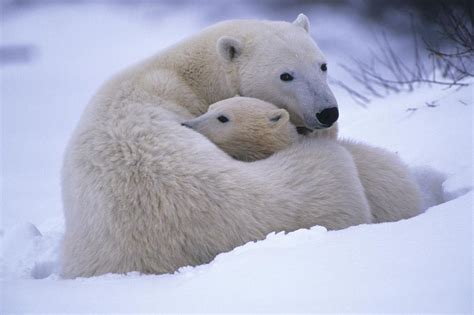 A Mother Polar Bear And Her Cub By Paul Nicklen