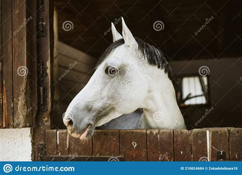 Horses Are Beautiful Animals A Horse On A Farm Stock Photo Image Of