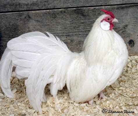 This breed is an excellent choice for anyone in need of an impressive show bird, and they were even admitted into the american poultry standard of perfection in 1874. Rosecomb Bantam Colors - white