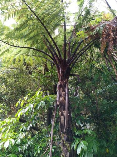 6 Mamaku Facts Common Black Tree Fern New Zealand Nature Guy