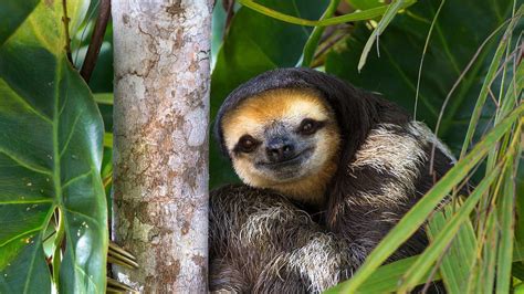 Download Baby Animal Animal Sloth Hd Wallpaper