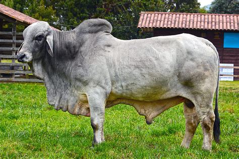 Through centuries of exposure to inadequate food supplies, insect pests, parasites. BRAHMAN CATTLE - SALIVESTOCK