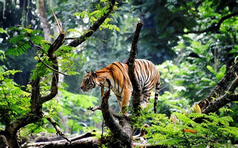 Tiger Animals Big Cats Trees Nature Branch Plants Wallpapers Hd