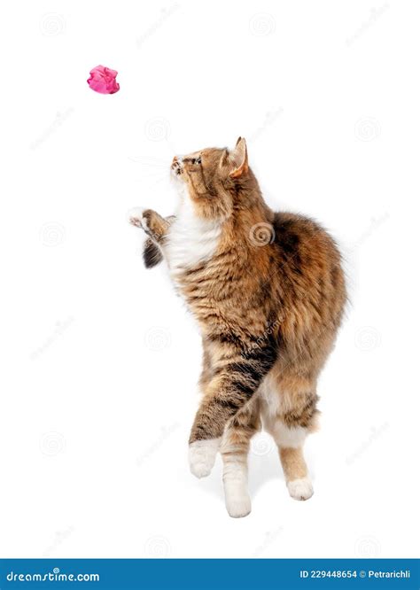 Cat Catching A Toy Isolated Stock Photo Image Of Catch Focus 229448654