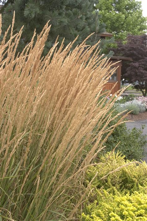 Get it as soon as sat, feb 6. Foerster's Feather Reed Grass | Feather reed grass ...