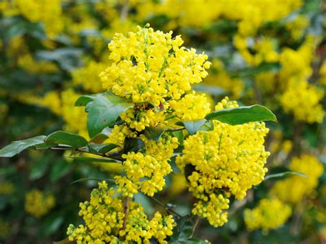 Winter is caused by the axis of the earth in that hemisphere being oriented away from the sun. Plants That Flower in Winter | HGTV