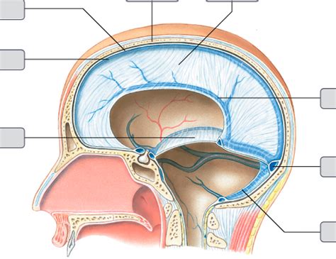 Brain Cranium And Meninges Dural Folds And Sinuses Diagram Quizlet
