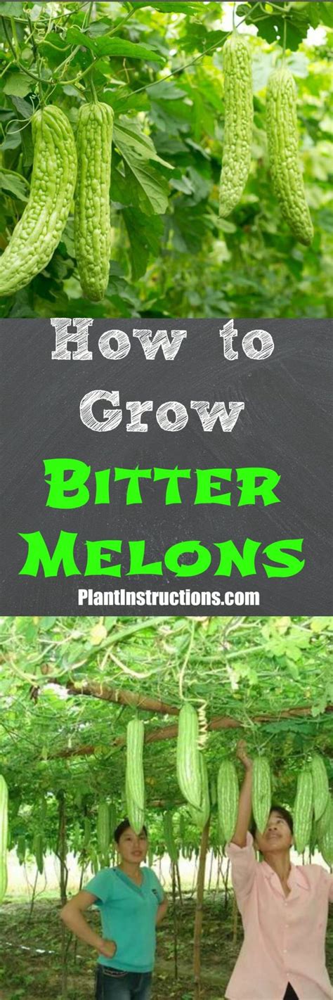 How To Grow Bitter Melon Plant Instructions