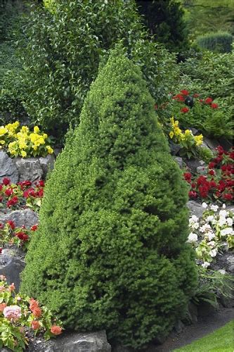 Coffeeberry is an evergreen shrub that grows fast. Buy Narrow, Columnar, and Skinny Shrubs Online from Wilson ...