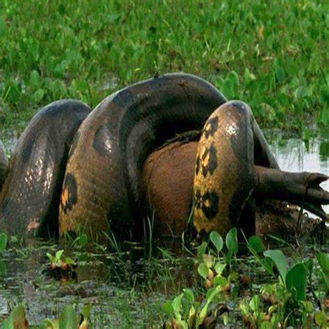 Snake Kingdom Anaconda Eats Giant Capybara Facebook