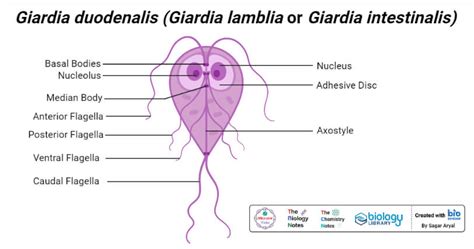 Giardia Lamblia Cyst Diagram