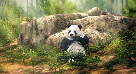 Giant Panda 3d Scene Mozaik Digital Education And Learning
