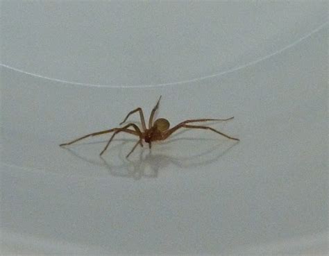 Brown Recluse Spider Project Noah