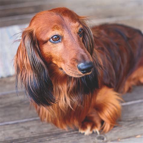 Dachshund Facts Wisdom Panel™ Dog Breeds