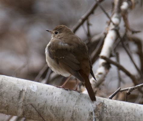 Hermit Thrush North Ontario Help Me Identify A North American Bird