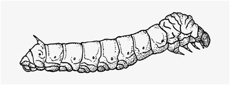Animal Caterpillar Larva Moth Silk Silkwor Silk Worm