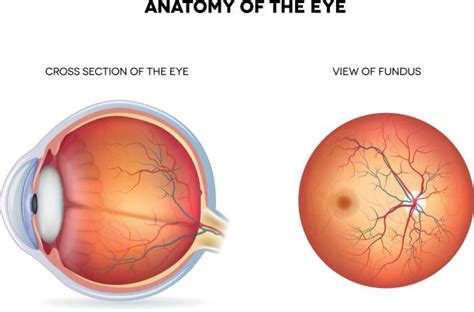 Fundus Stock Photos Pictures And Royalty Free Images Istock