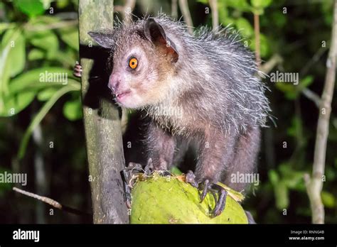Aye Aye Lemur Daubentonia Madagascariensis Vohibola Reserve At Night