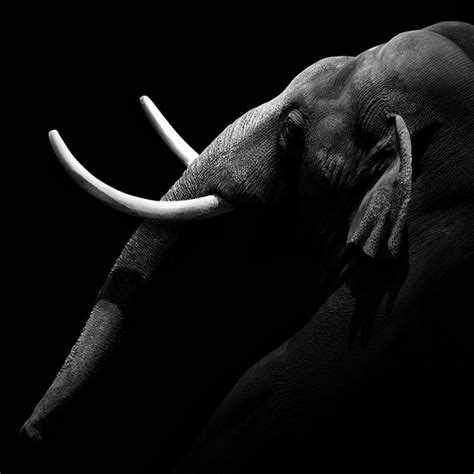 Intimate Black And White Portraits Of Exotic Animals In