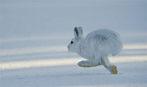 Snowshoe Hare By Dan Newcomb Arctic Hare Arctic Animals Cute Animals