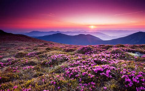 The Hot Pink Glow Over The Hot Pink Wildflowers Of The Carpathian