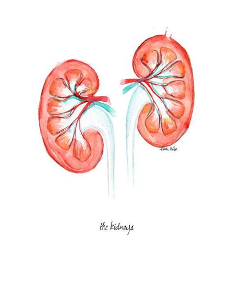Kidney Watercolor Print Anatomical Kidney Art Nephrology Etsy