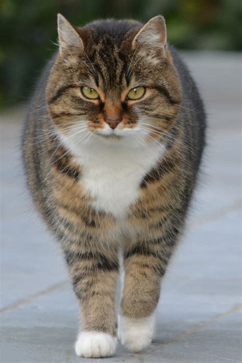 Contoh Gambar Fauna Hewan Medrec07 - Riset