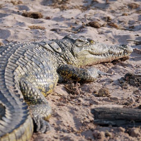 Crocodile Africa Dangerous Free Photo On Pixabay Pixabay