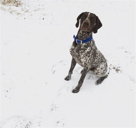 German shorthaired pointer hunting dogs are excellent for any type of hunter, and go after both birds and mammals, including deer. German Shorthaired Pointer Puppy for Sale - Adoption ...