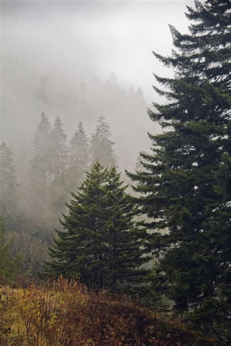 Trees In Tennessee Mountains Catarina Lance