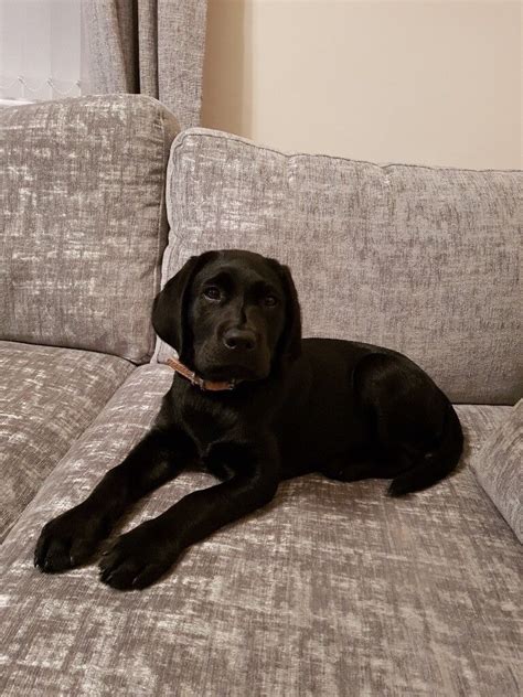 5 Month Old Fully Kc Registered Black Labrador Puppy In Seaton