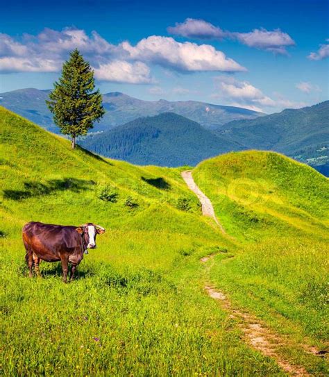 Cattle On A Mountain Pasture Summer Sunny Day Stock Photo Colourbox