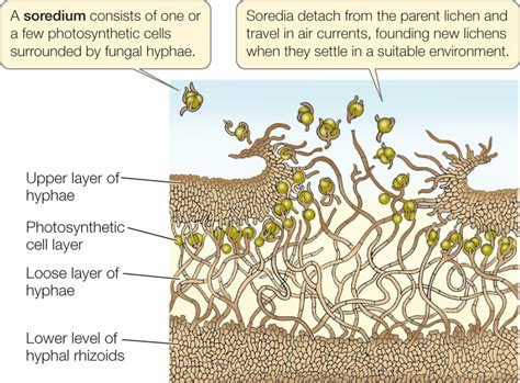 Figure 229