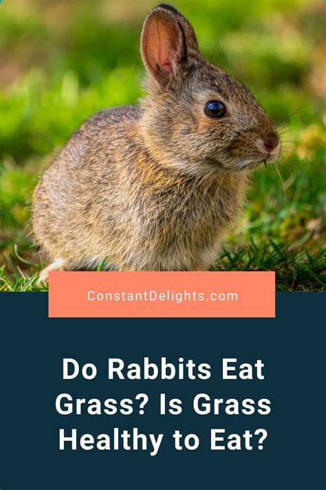 Do Rabbits Eat Grass Is Grass Healthy To Eat Constant Delights