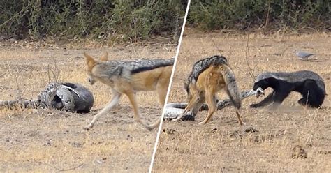 Shocking Video Of Python Honey Badger And Jackals Fighting Each Other