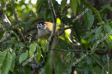 Central American Squirrel Monkey Saimiri Oerstedii Editorial Stock