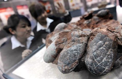 130 Million Year Old Nest Of Perfectly Preserved Dinosaur Eggs Discovered In China