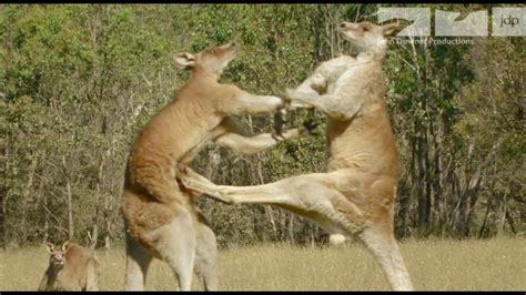 Kangaroo Fight Youtube