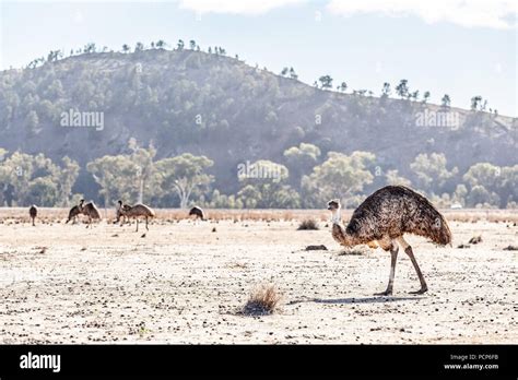 A Lot Of Emu Birds In Ikara Flinders Ranges National Park South