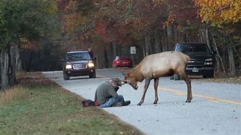 A Sad Ending To A True Story The Elk Featured In A Viral